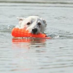Meet your Posher, Terry